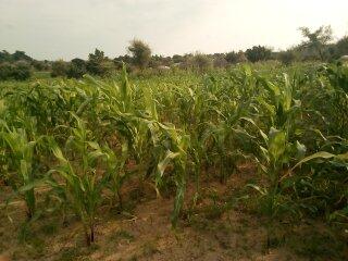 Mbə gamba na vəhə