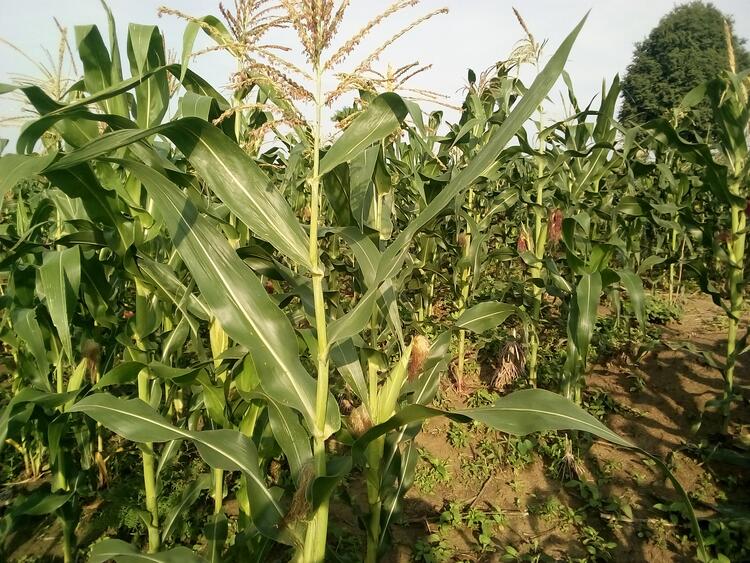 Hangway tə hiɗɗi ka bana